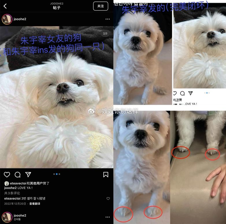 Stephanie’s dog on Jo Se Ho’s Instagram. | Weibo