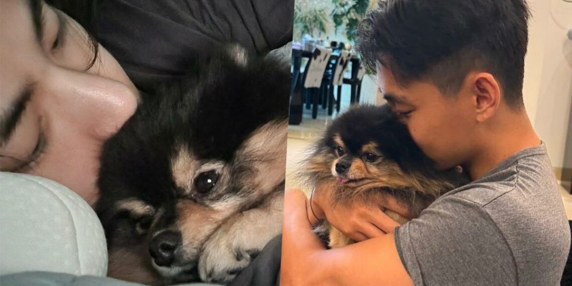 Yeontan Passed Away: Remembering the Adorable Puppy of BTS V