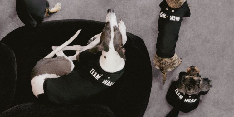 team wang design the original 1 friends pets fashion